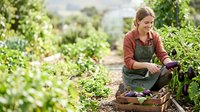 Woman farmer harvesting fresh vegetables in organic garden, picking produce from plants for sustainable agriculture and farm-to-table food production.