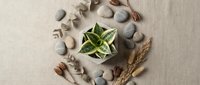 Succulent plant in white pot surrounded by smooth stones, dried wheat stalks and natural elements on beige linen background for spa wellness decor.