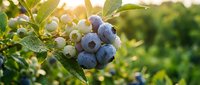Fresh blueberries ripening on a bush in a sunlit farm field, with dew drops on fruit at golden hour harvest season.