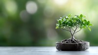 Small bonsai tree with twisted trunk and green leaves growing in round pot against soft bokeh background, zen garden minimalist composition.