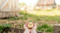 Farmer holding freshly harvested potato in cupped hands over garden soil with wooden fence and farmland in background, agricultural harvest and organic farming concept.