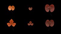 Dried autumn leaves in various shades of orange, brown, and burgundy, isolated on transparent background. Ready for clipart, t-shirt design, stickers, sublimation, and print-on-demand projects.