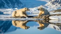 Two polar bears resting on rocky shore with perfect water reflection in Arctic landscape with snow-covered mountains and glacial ice formations.