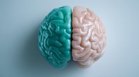Conceptual brain model split in contrasting turquoise and pink colors showing left and right hemispheres on light background, representing creative thinking and logic.