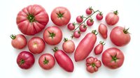 Fresh pink and red heirloom tomatoes variety collection isolated on white background. Organic vegetables for healthy cooking and farm market display.