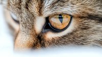 Close-up of amber cat eye with detailed fur texture showing feline gaze and natural pet portrait for veterinary or animal care designs.