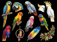 Colorful parrot clipart set with tropical birds isolated on transparent background, ready for stickers, t-shirt design, print on demand, and sublimation crafts.