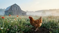 Red hen foraging in wildflower meadow at sunrise with rustic barn and misty hills creating peaceful farm scene for agricultural and rural lifestyle content.