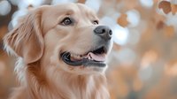 Golden retriever with light cream coat looking upward against blurred autumn foliage background. Suitable for pet care, animal wellness, and lifestyle marketing.