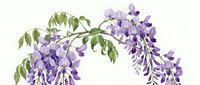 Cascading purple wisteria flowers with green foliage on white background. Suitable for botanical illustrations, spring designs, and floral decorations.
