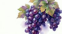 Purple grapes cluster with green leaves watercolor painting isolated on white background for wine industry design and culinary projects.