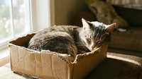 Tabby cat sleeping peacefully in cardboard box by sunny window, cozy domestic pet resting in makeshift bed at home.