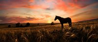 Horse silhouette standing in golden grassland field during dramatic sunset with orange and pink sky clouds creating peaceful rural landscape scene.