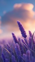 Purple wheat stalks against sunset sky with soft pink clouds, creating dreamy atmospheric nature scene with shallow depth of field and vibrant colors.