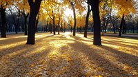 Golden autumn park with sunlight streaming through trees casting long shadows on fallen leaves, creating magical morning atmosphere in empty alley.