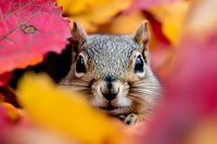 Curious squirrel with gray fur peering through vibrant pink and yellow autumn foliage, close-up wildlife portrait capturing playful expression and seasonal colors.