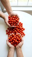 Fresh cherry tomatoes held in cupped hands of two people sharing organic harvest from garden on white kitchen counter near bright window.