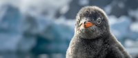 Close-up of young seabird chick with fluffy gray plumage and orange beak against icy polar background, suitable for wildlife and nature editorial use.