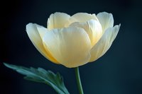 White tulip flower blooming with delicate petals against dark background for spring garden and floral design projects.