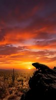 Desert iguana silhouette on rock formation during dramatic sunset with vibrant orange and purple sky over cactus landscape for nature photography.