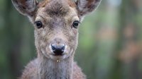 Young deer fawn portrait with soft brown fur and alert expression in natural woodland habitat for wildlife photography and nature conservation projects.