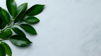 Fresh green leaves on light gray marble background, natural minimal composition with copy space for text or design elements. Elegant botanical flat lay.