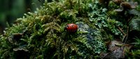 Ladybug crawling on vibrant green moss-covered surface in natural forest environment, macro nature photography for wildlife and botanical design projects.