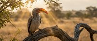 African hornbill perched on twisted branch during golden hour safari wildlife photography with warm sunset lighting in natural savanna habitat.