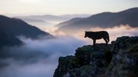 Silhouette of sheep standing on rocky cliff edge overlooking misty mountain valley at dawn with soft purple and pink sky creating peaceful pastoral scene.