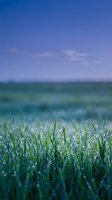 Fresh green grass with morning dew drops against blurred field landscape and blue sky background for nature and agriculture concepts.