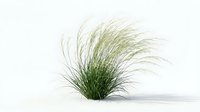 Ornamental grass clump with flowing green blades isolated on white background for landscaping and garden design projects.