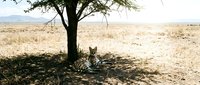 Leopard resting in shade under acacia tree in African savanna landscape with golden grassland and mountains in background during dry season wildlife safari.