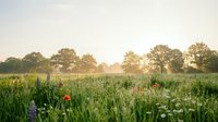 Peaceful countryside meadow with wildflowers and trees at golden hour sunrise, creating serene natural landscape for wellness and outdoor lifestyle content.