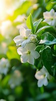 Delicate white jasmine flowers blooming on branch with fresh green leaves in soft morning light. Natural floral background with gentle bokeh effect.