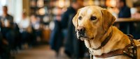 Golden retriever service dog wearing harness in busy public space with blurred people background. Professional working animal assistance concept.