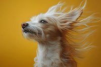 White fluffy dog with windblown fur against vibrant yellow background, side profile portrait showing flowing hair and alert expression in studio lighting.