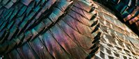Iridescent feather texture with vibrant purple, teal, and gold metallic sheen, showcasing natural barbs and intricate details for design and artistic projects.