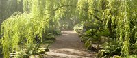 Peaceful garden pathway winding through lush weeping willow trees and ferns creating natural tunnel effect for landscaping and outdoor design projects.
