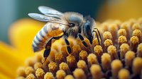 Macro shot of honey bee collecting pollen from yellow sunflower center, showing detailed wing structure and body segments against blurred background.