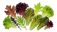 Fresh mixed salad greens and lettuce leaves isolated on white background for healthy eating and cooking recipes.