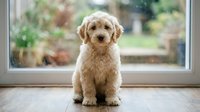 Adorable golden poodle puppy sitting on wooden floor by large window with natural light streaming in, perfect for pet care and home decor themes.