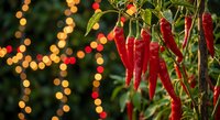Fresh red chili peppers hanging on plant with warm bokeh lights in background creating festive atmosphere for culinary and cooking themes.