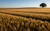 Golden wheat field stretching to horizon with solitary tree under warm sunset sky, agricultural landscape for farming and harvest concepts.