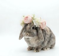 Adorable gray lop-eared rabbit wearing delicate pink and white flower crown on clean white background for Easter spring holiday designs.
