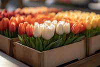 Fresh spring tulips in wooden crates arranged in rows, featuring vibrant orange, white and yellow blooms with green stems, selective focus creates soft background blur.