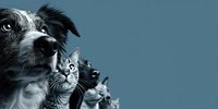 Border collie dog and three cats in profile against blue background, creating dramatic pet portrait lineup with contrasting fur textures.
