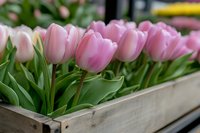 Fresh pink tulips with green leaves arranged in rustic wooden box, selective focus on delicate spring flowers creates romantic garden atmosphere.