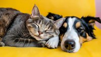 Sleeping cat and dog cuddling together on yellow couch, showing friendship between pets. Close up portrait of domestic animals resting in harmony.