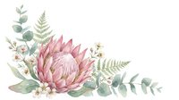 Pink protea flower with fern leaves, eucalyptus, and baby's breath arranged in a watercolor botanical composition on white isolated background.