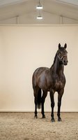 Dark bay horse standing in modern indoor arena with white walls and professional lighting for equestrian training and riding activities.